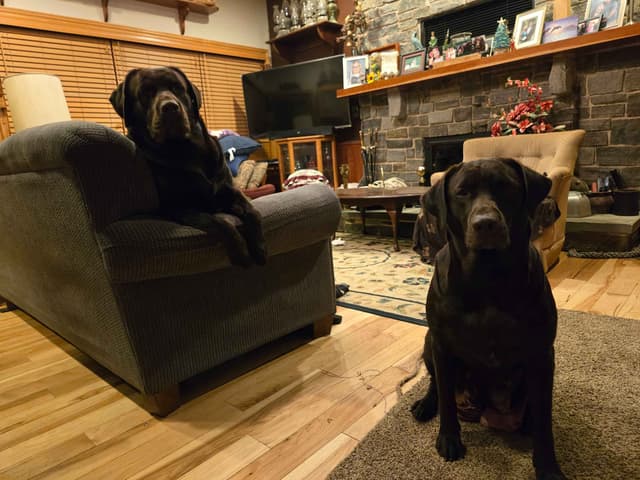 Labrador Retriever Puppies media 4