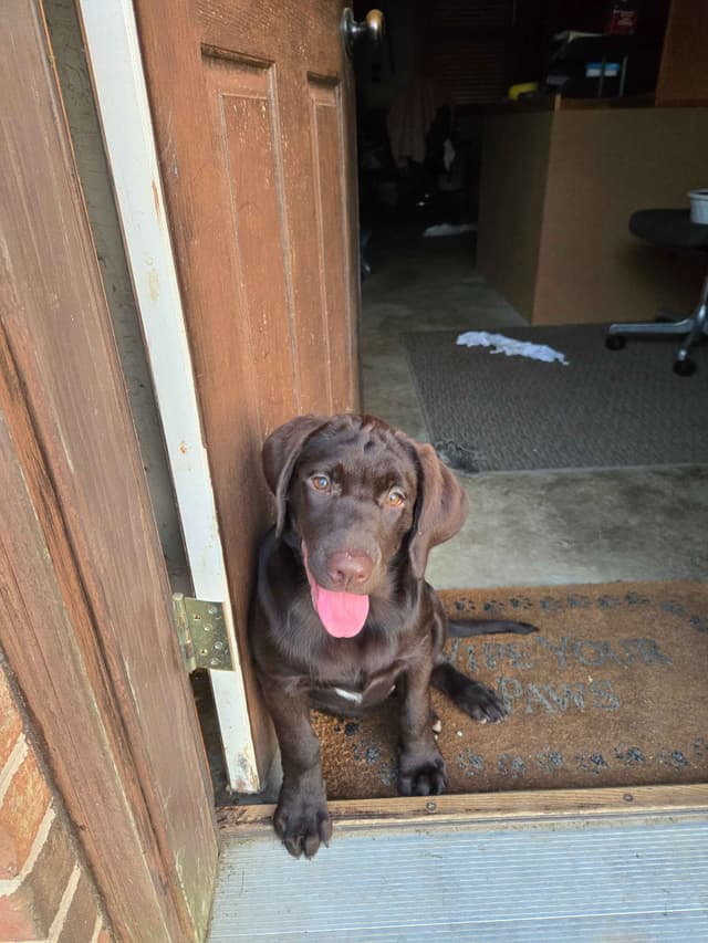 Labrador Retriever Puppies media 7