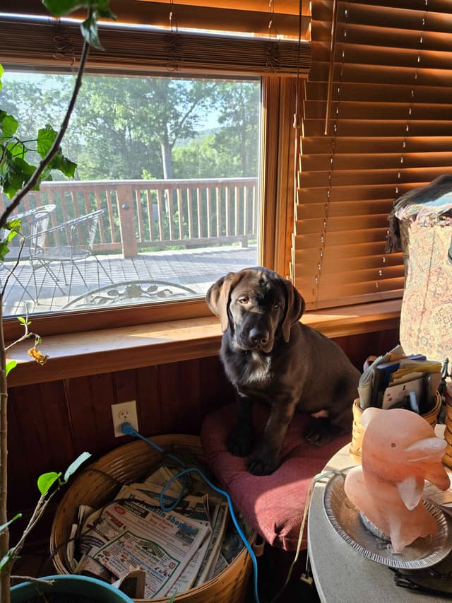 Labrador Retriever Puppies media 8
