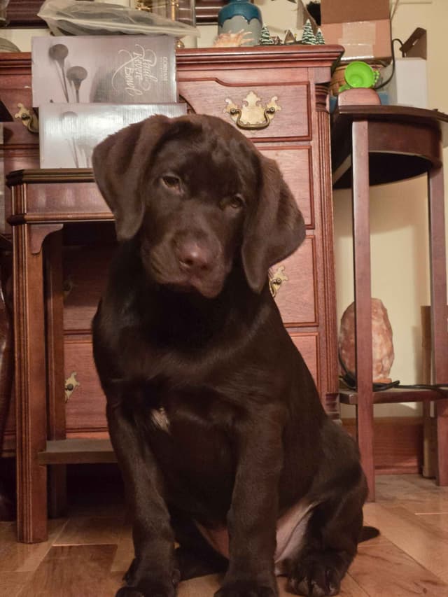 Labrador Retriever Puppies media 9