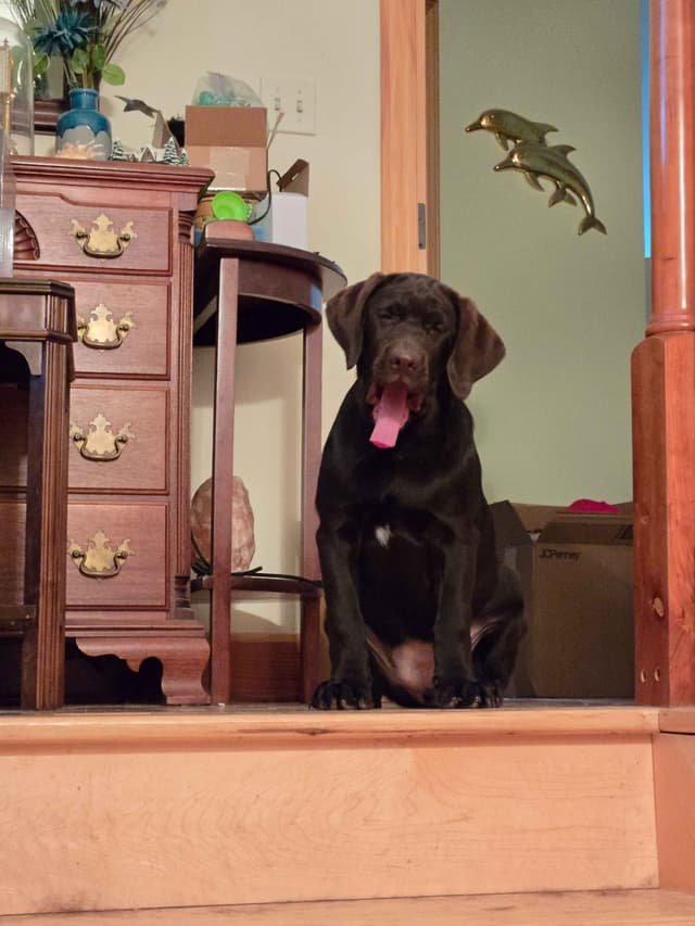Labrador Retriever Puppies media 10