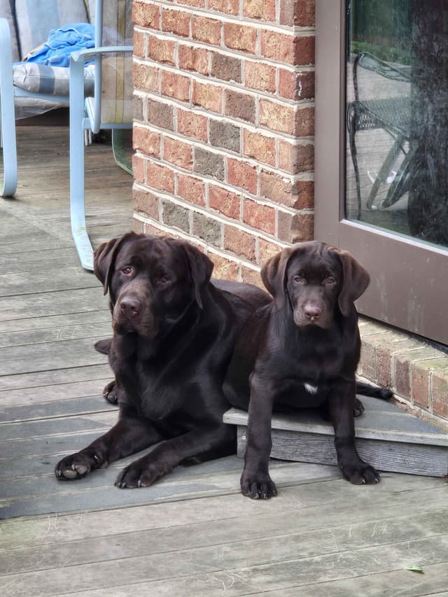 Labrador Retriever Puppies media 11