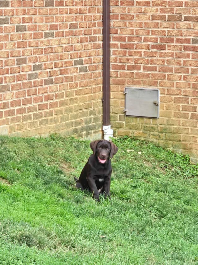 Labrador Retriever Puppies media 13