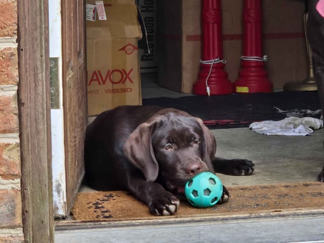Labrador Retriever Puppies media 12