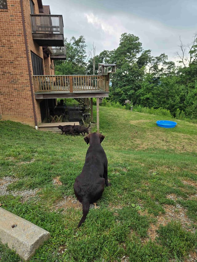 Labrador Retriever Puppies media 14
