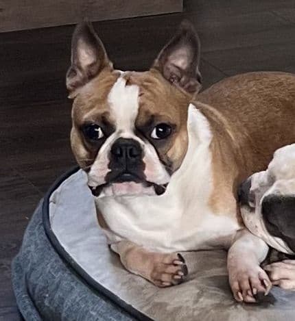 Boston Terrier Puppies breeder image 3