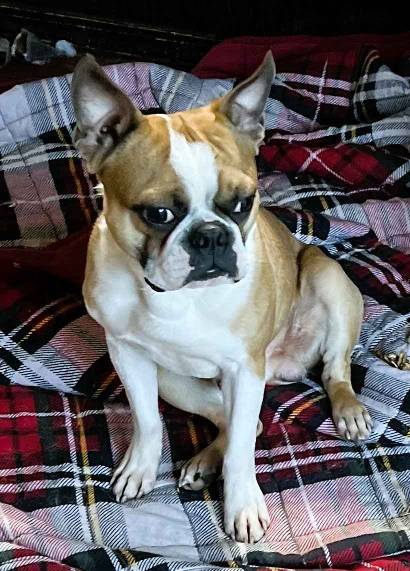 Boston Terrier Puppies breeder image 4