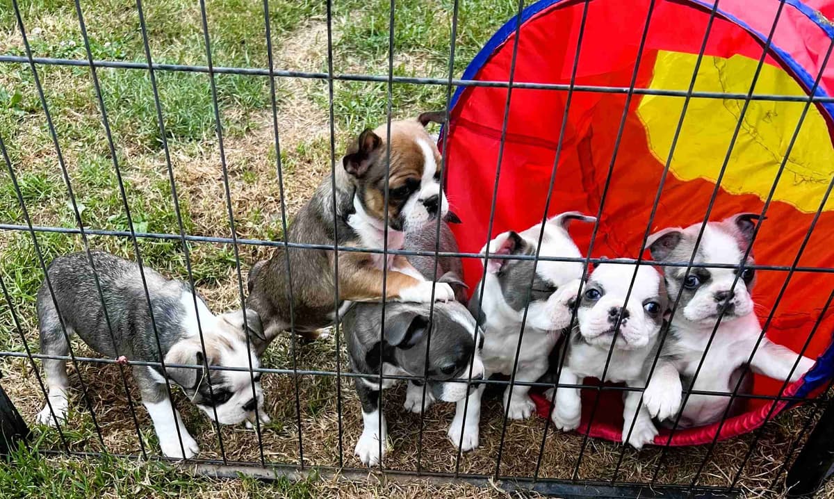 Boston Terrier Puppies breeder image 1