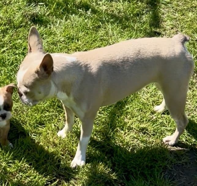 Boston Terrier Puppies breeder image 2