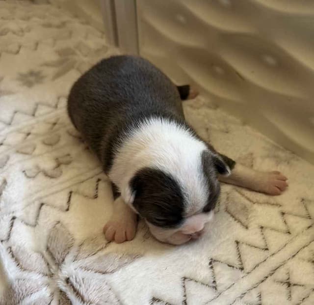 Boston Terrier Puppies media 7