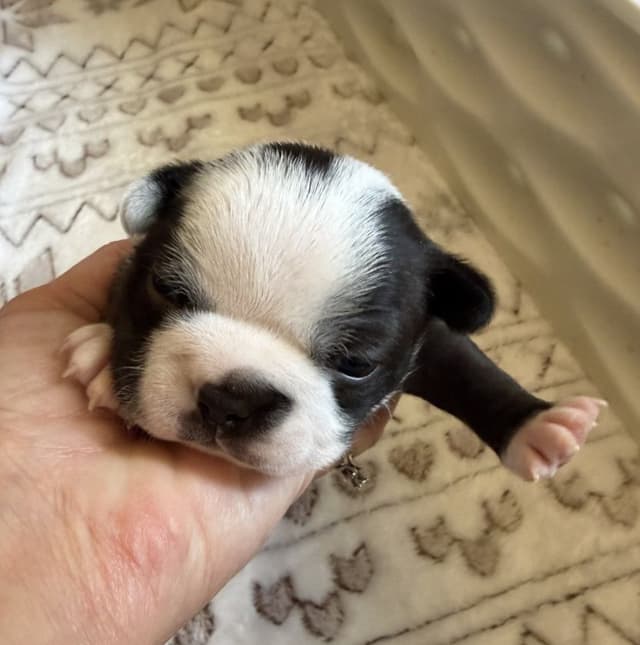 Boston Terrier Puppies media 2