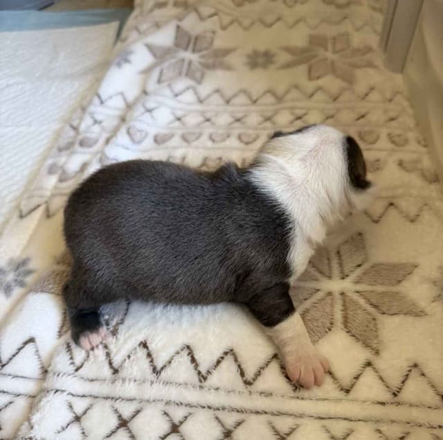 Boston Terrier Puppies media 5