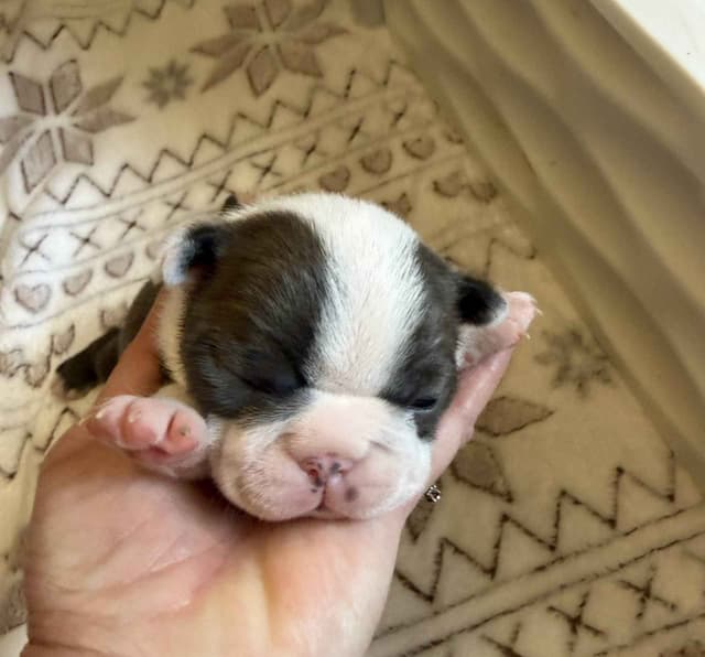 Boston Terrier Puppies media 8