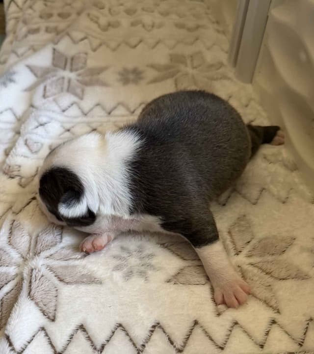 Boston Terrier Puppies media 6