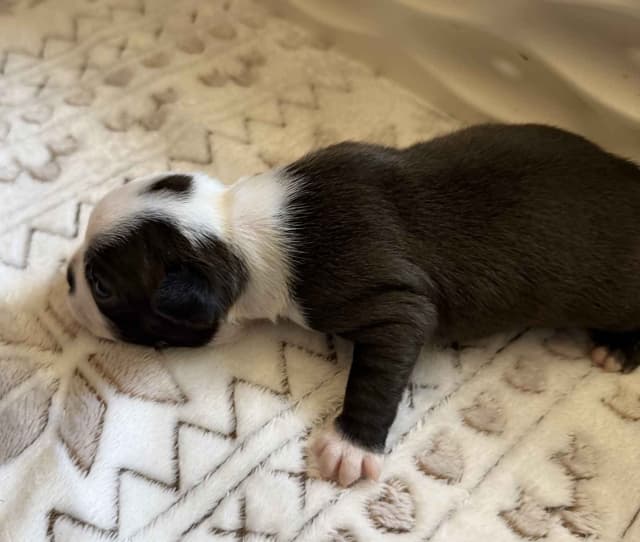 Boston Terrier Puppies media 4