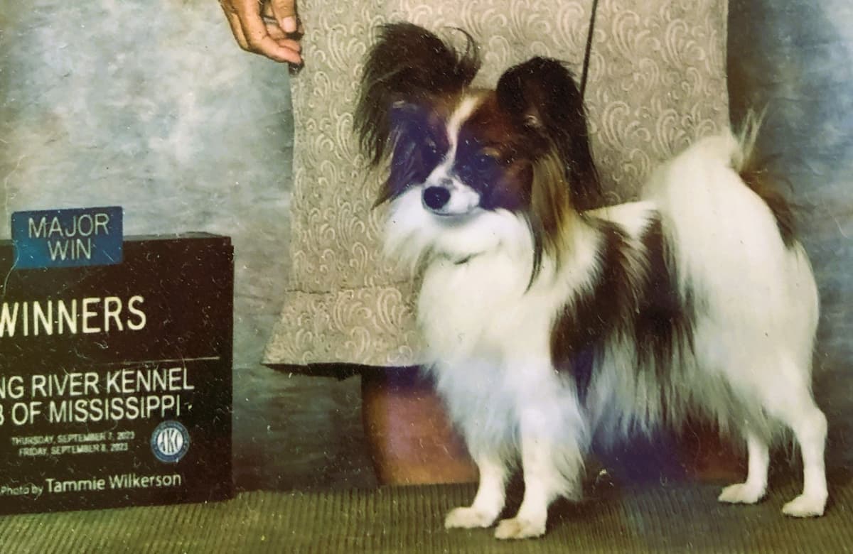 Bunny a Female Papillon for sell breeder image 4