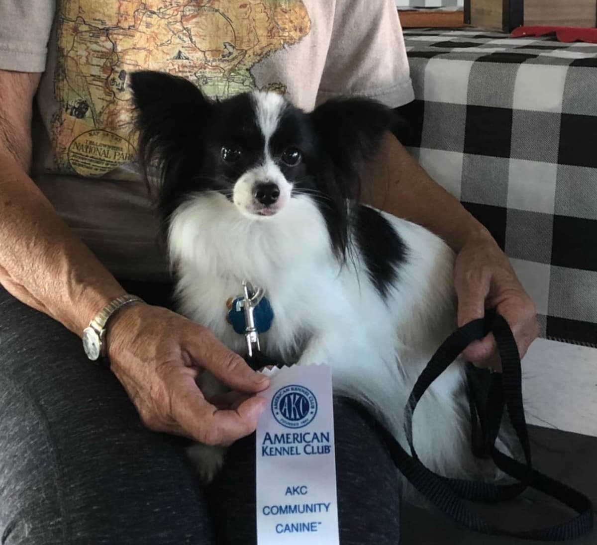 Bunny a Female Papillon for sell breeder image 3