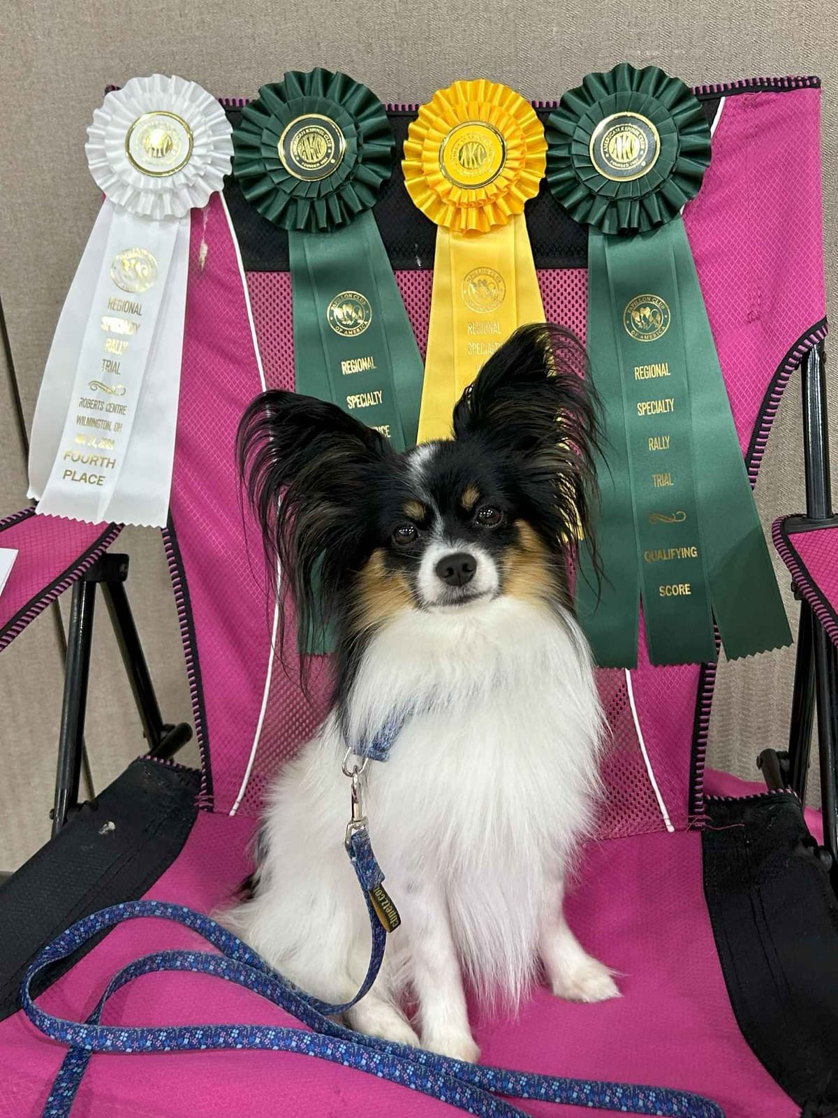 Bunny a Female Papillon for sell breeder image 5