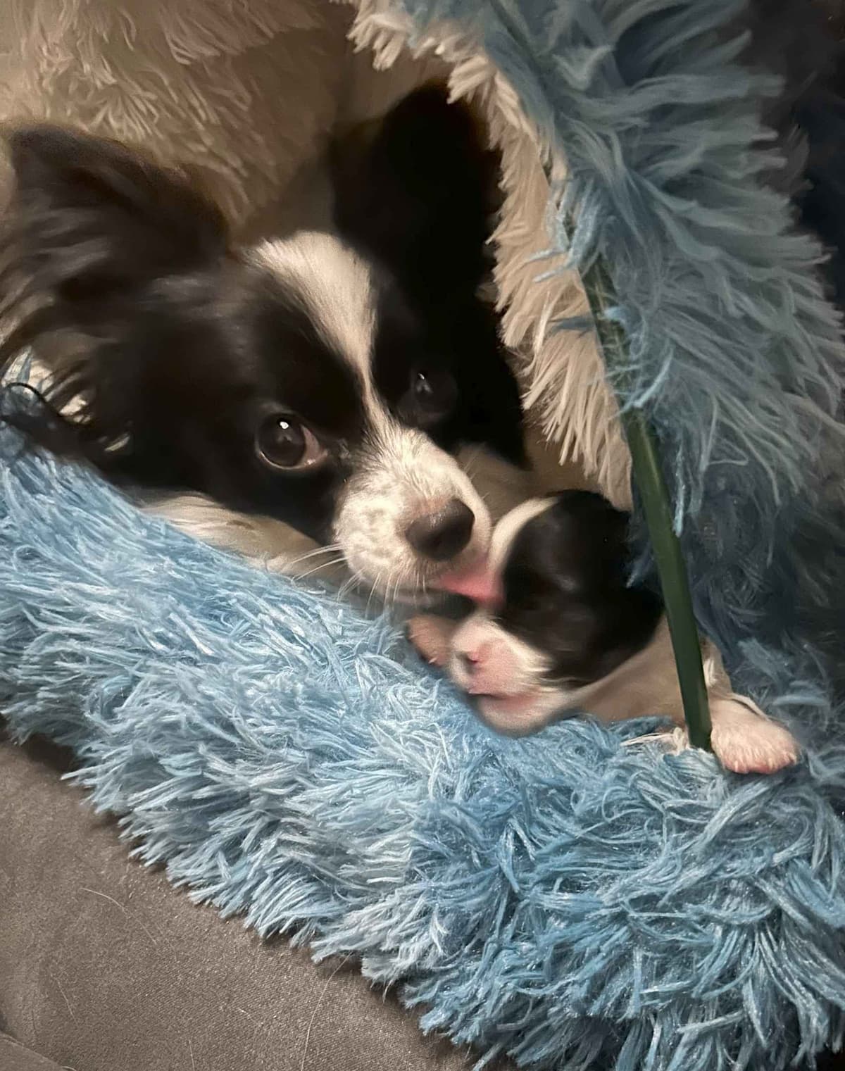 Bunny a Female Papillon for sell breeder image 7