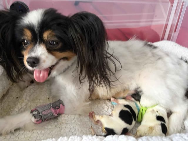 Bunny a Female Papillon for sell media 4