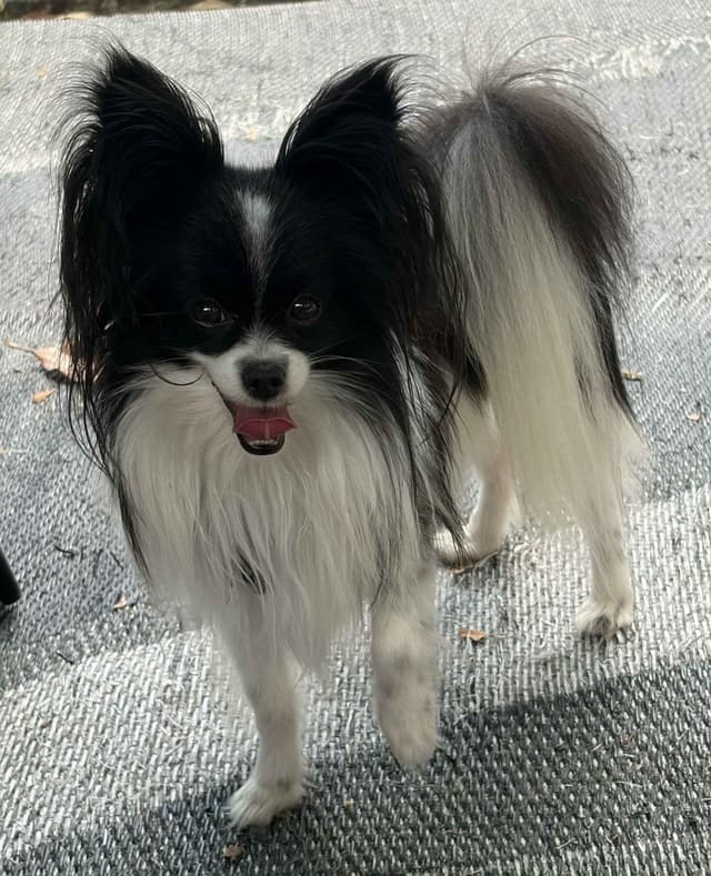 Bunny a Female Papillon for sell media 3