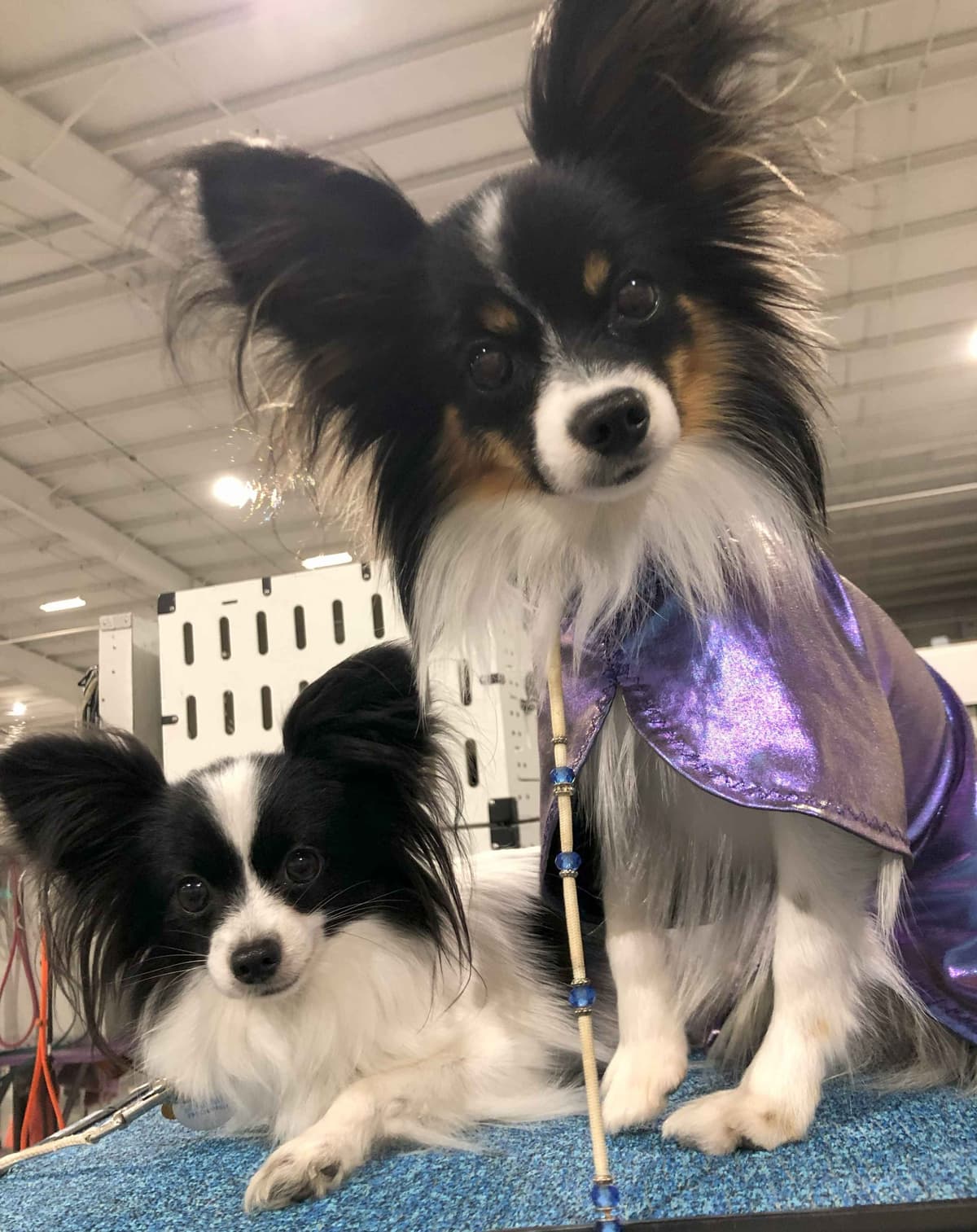 Bunny a Female Papillon for sell breeder image 9