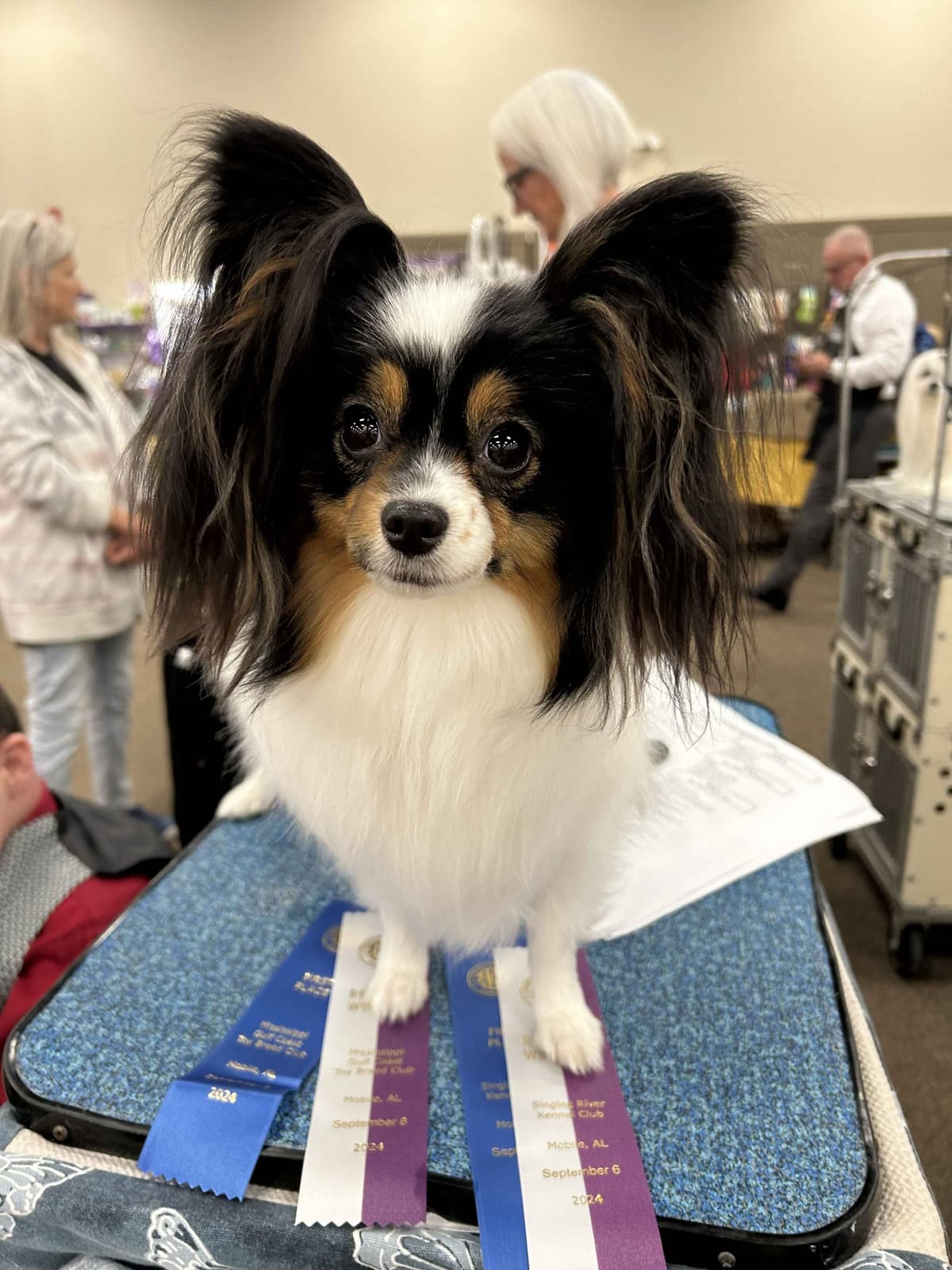 Bunny a Female Papillon for sell breeder image 10