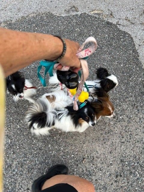 Bunny a Female Papillon for sell breeder image 11