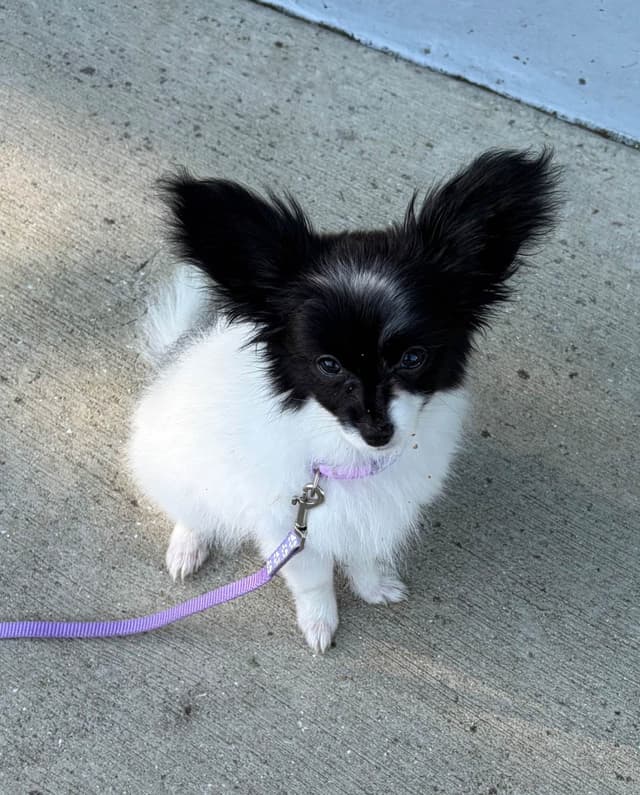 Bunny a Female Papillon for sell media 2
