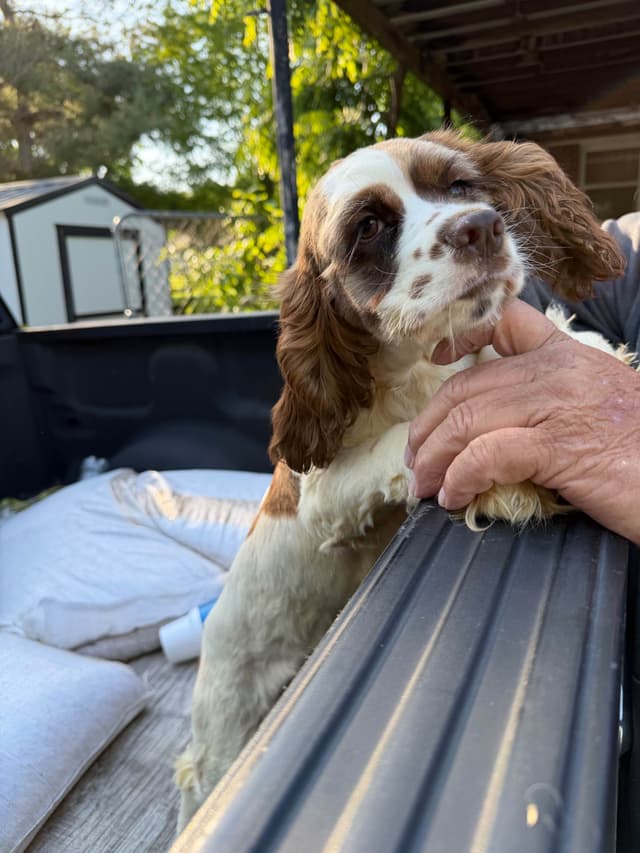 Cocker Spaniel Puppies $200 media 2