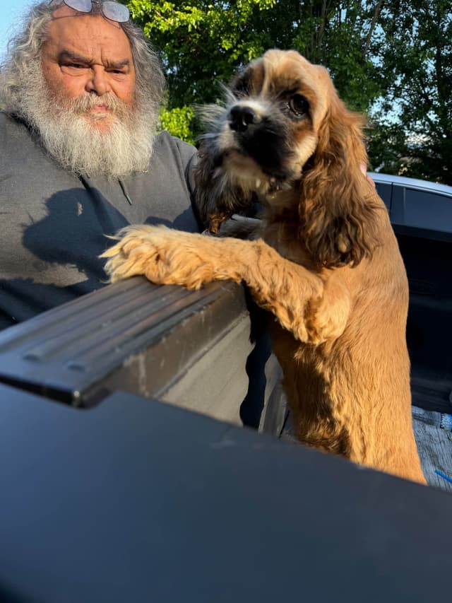 Cocker Spaniel Puppies $200 media 3