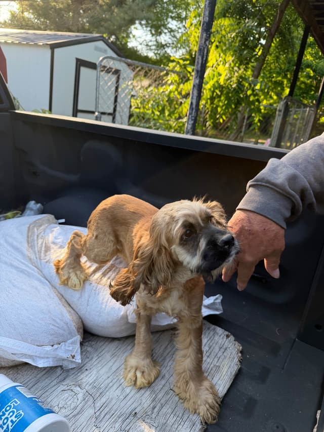 Cocker Spaniel Puppies $200 media 4