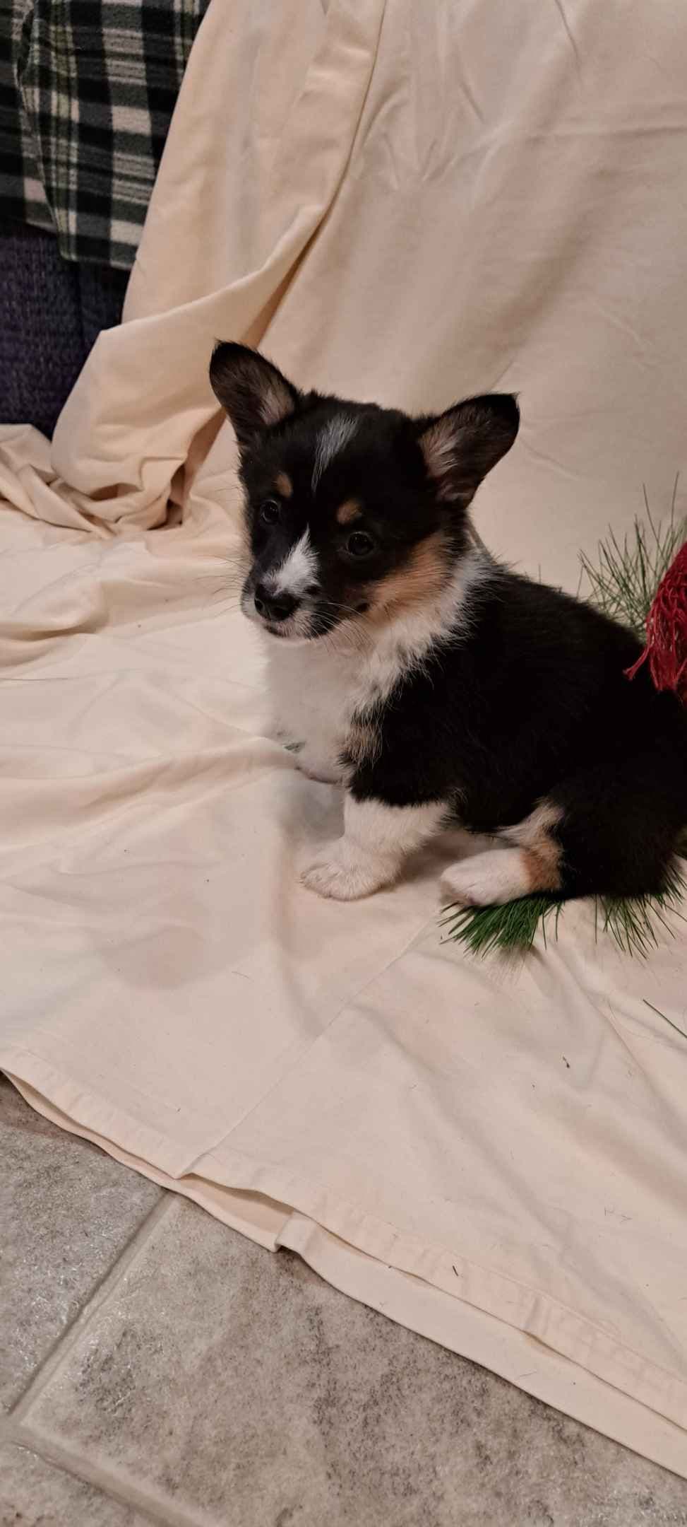 Pembroke Welsh Corgi Puppies breeder image 1
