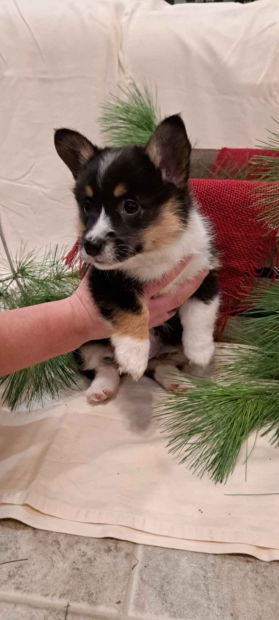 Pembroke Welsh Corgi Puppies breeder image 3
