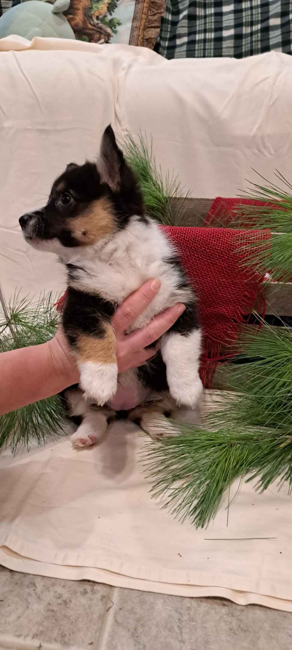 Pembroke Welsh Corgi Puppies breeder image 4