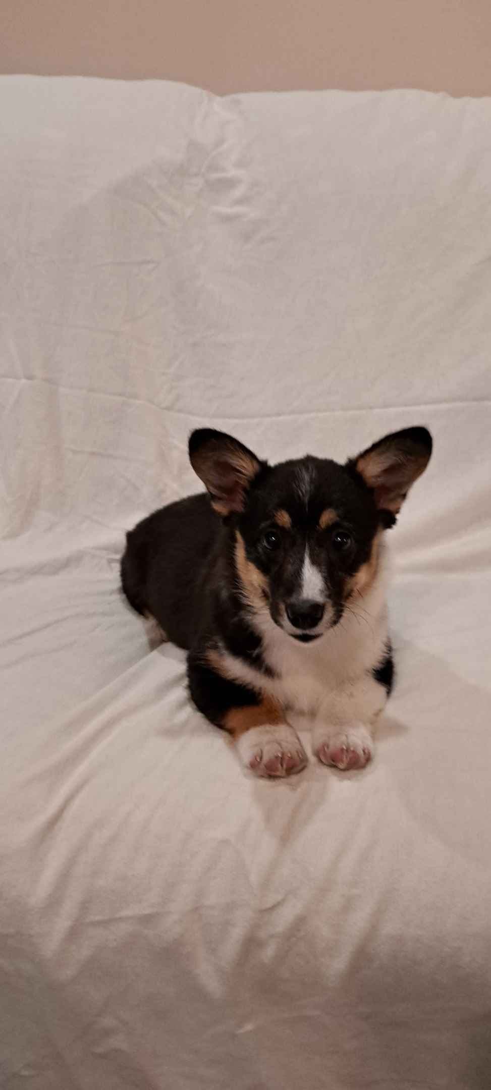 Pembroke Welsh Corgi Puppies breeder image 6