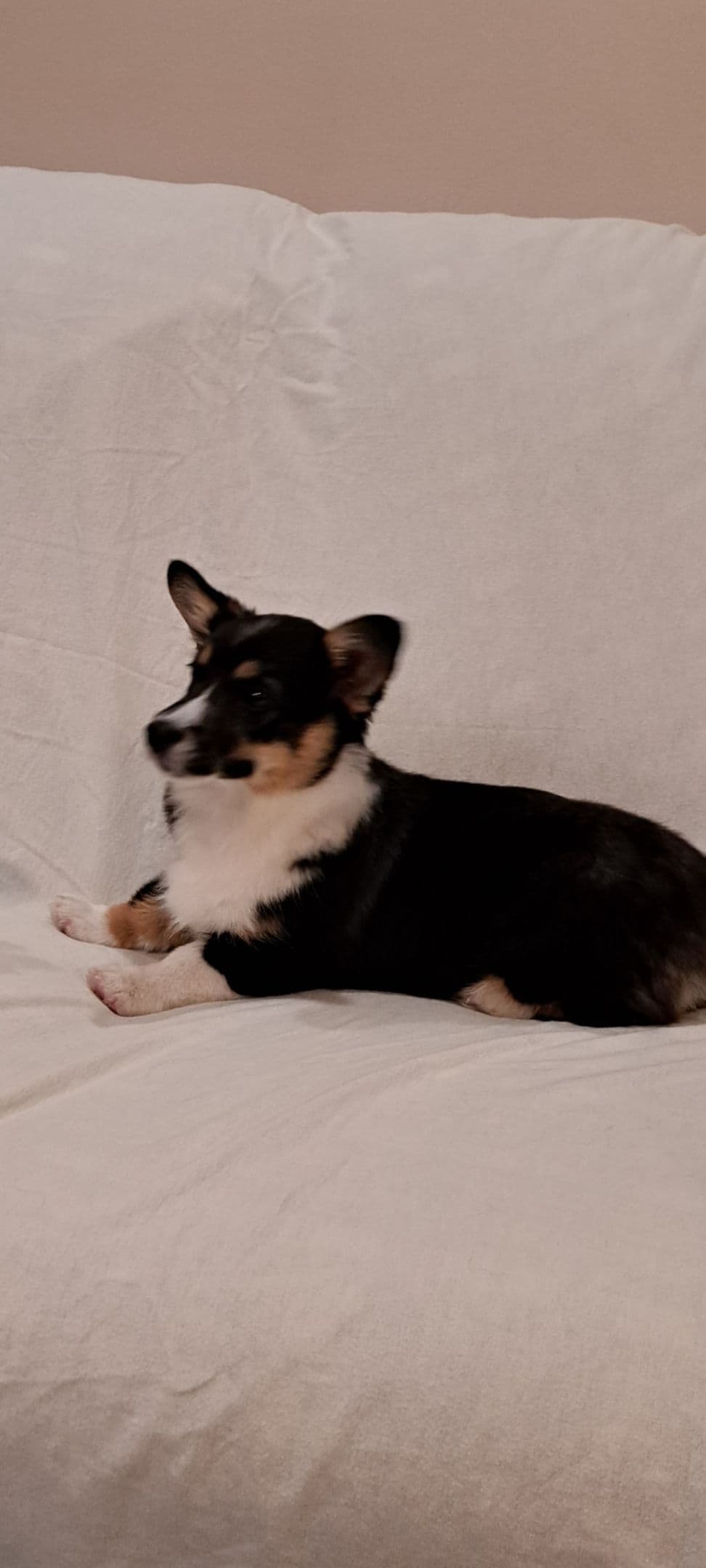 Pembroke Welsh Corgi Puppies breeder image 8
