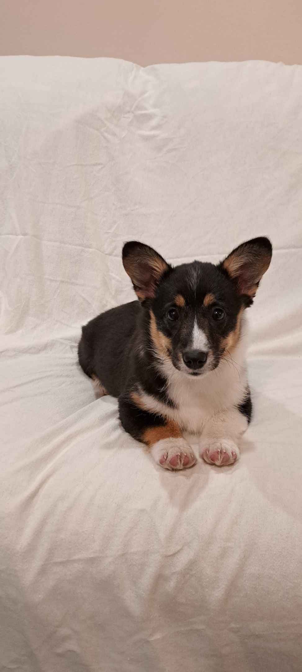 Pembroke Welsh Corgi Puppies breeder image 7