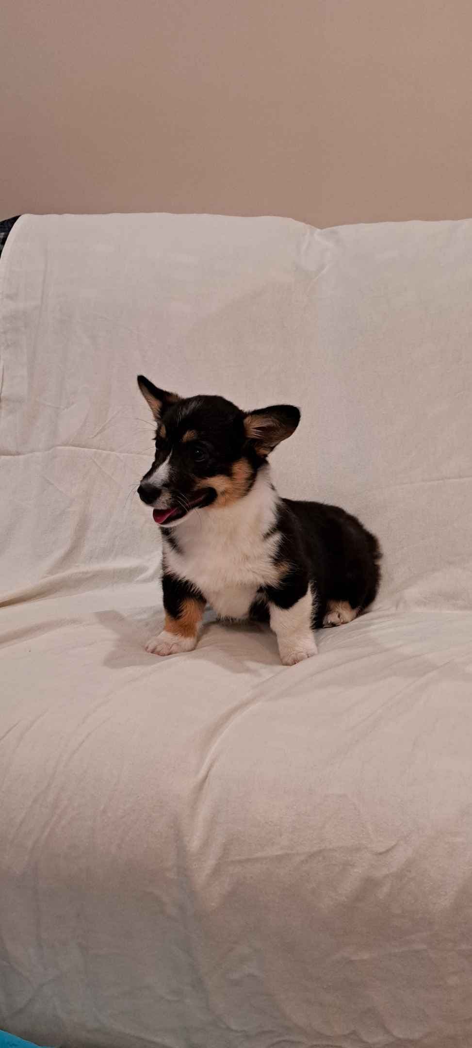 Pembroke Welsh Corgi Puppies breeder image 9