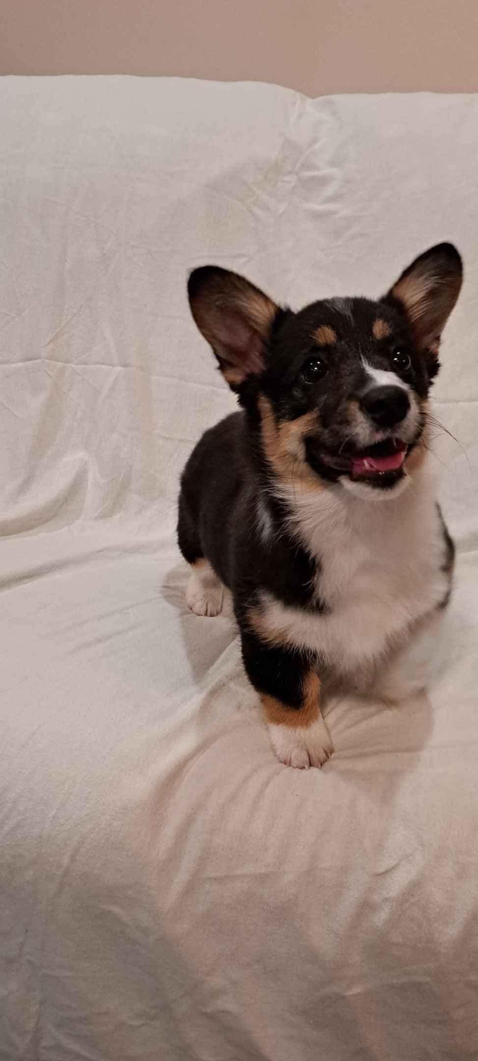 Pembroke Welsh Corgi Puppies breeder image 10