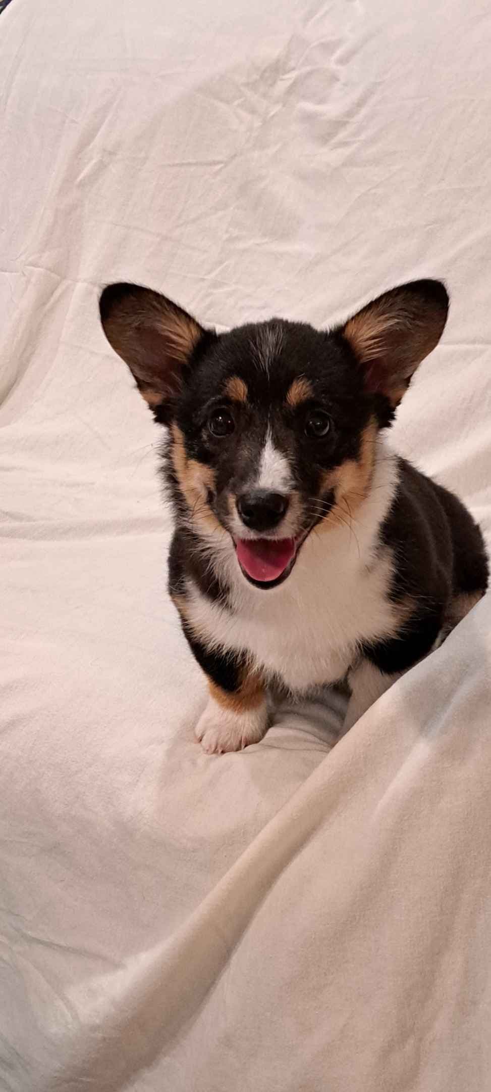 Pembroke Welsh Corgi Puppies breeder image 12