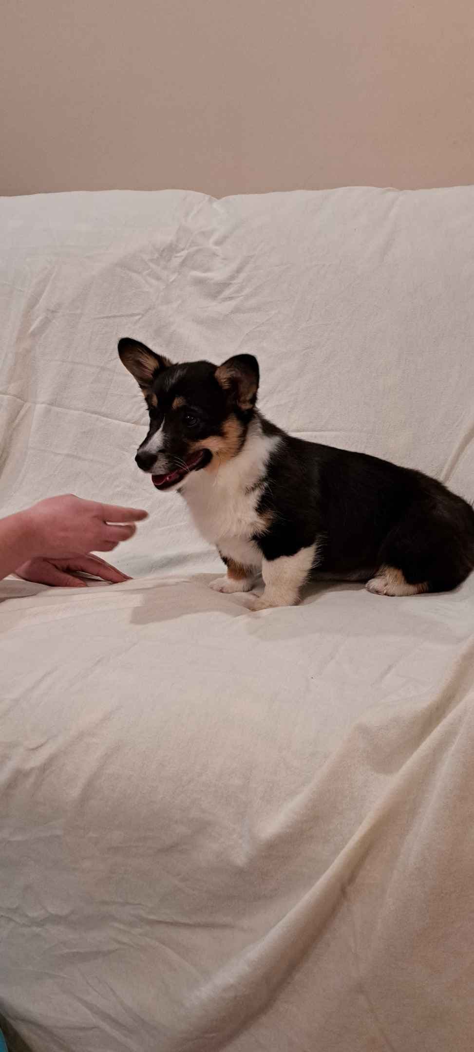 Pembroke Welsh Corgi Puppies breeder image 13
