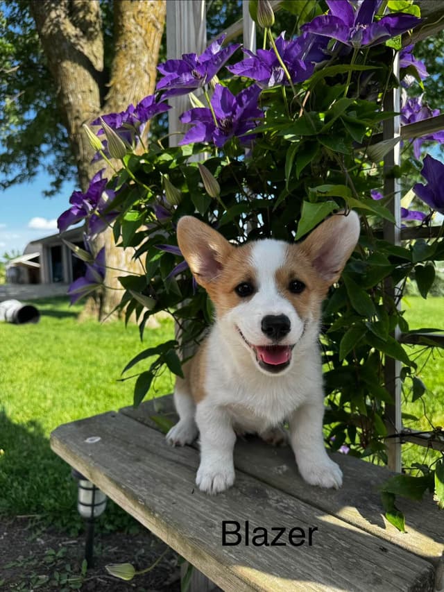 Pembroke Welsh Corgi Puppies media 2