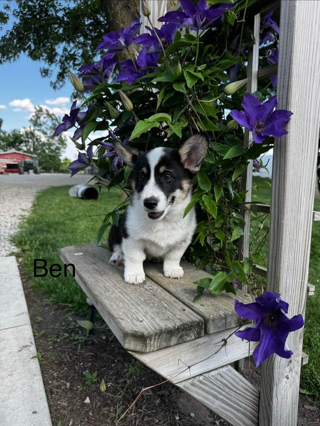 Pembroke Welsh Corgi Puppies media 3