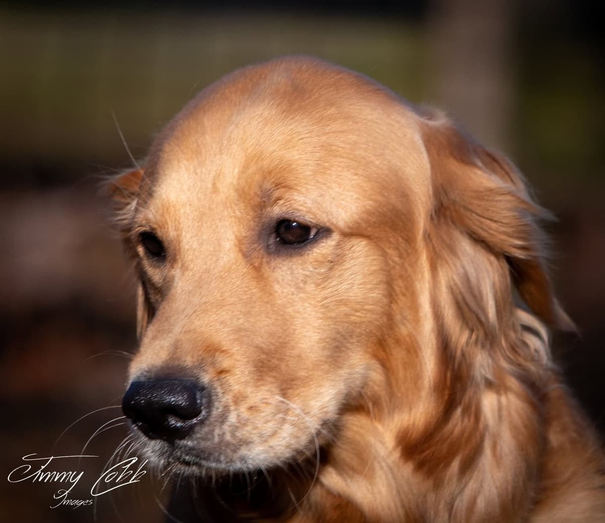 Golden Retriever Puppies breeder image 2