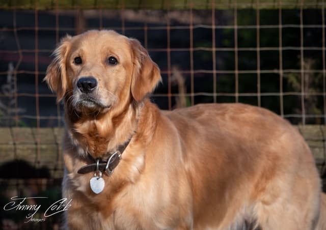 Golden Retriever Puppies media 2