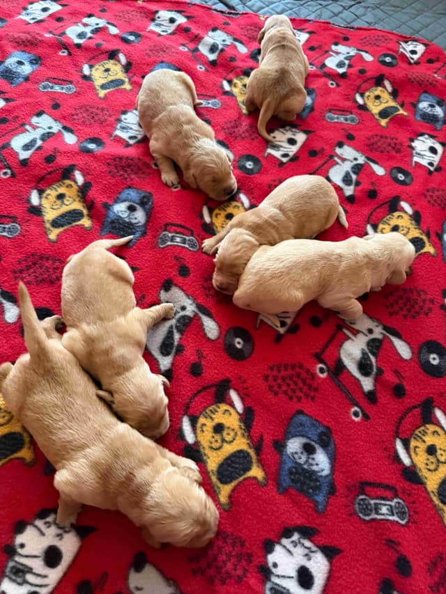 Golden Retriever Puppies media 4