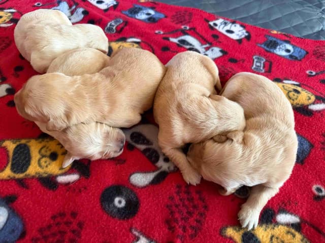 Golden Retriever Puppies media 5