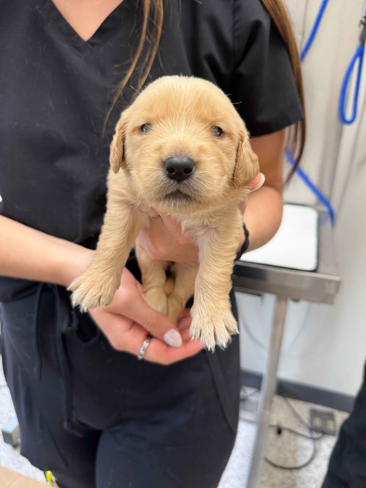 Golden Retriever Puppies breeder image 4