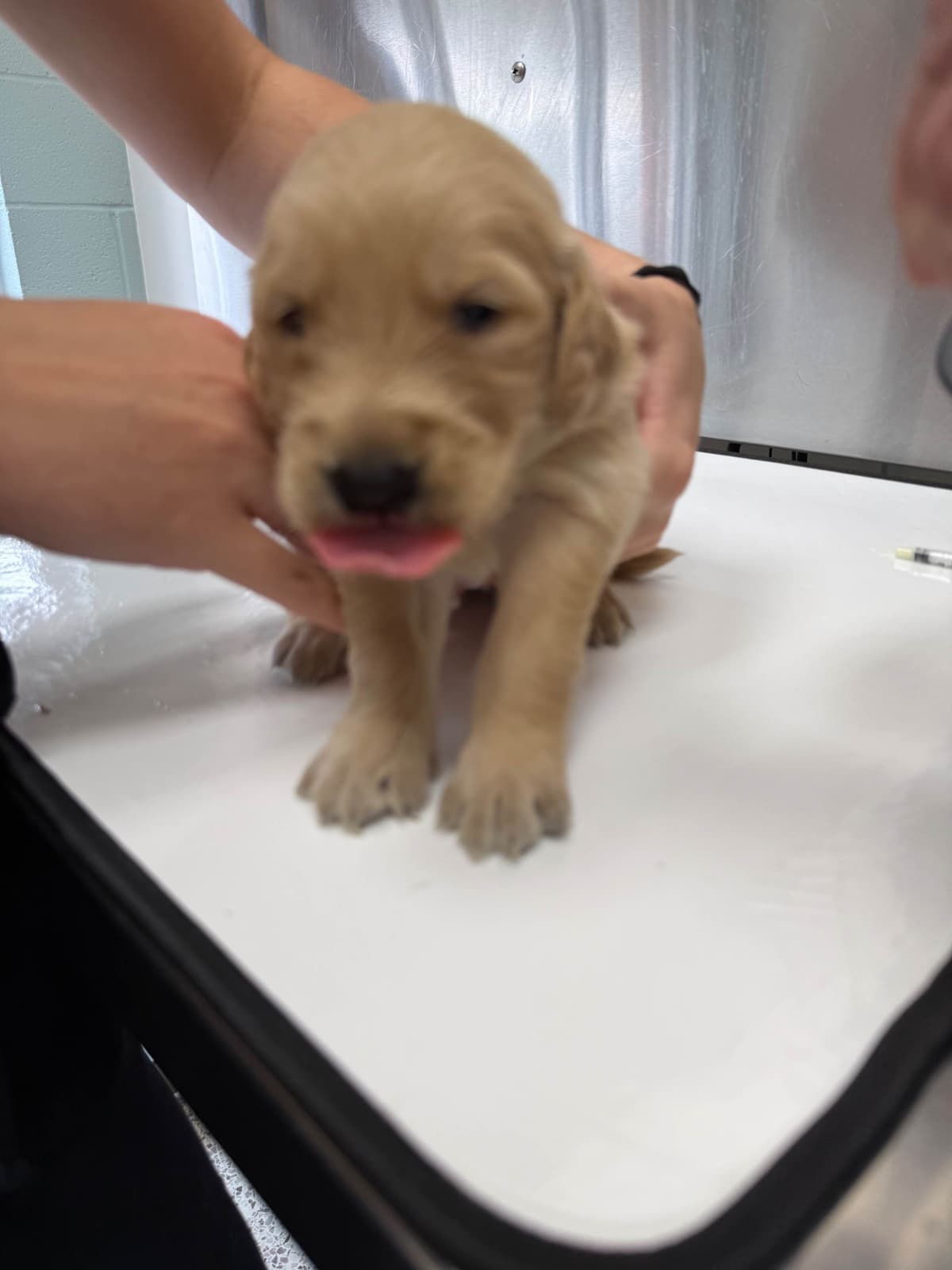 Golden Retriever Puppies breeder image 6